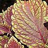 Plectranthus scutellarioides 'Velvet Lime', leaves