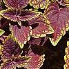 Plectranthus scutellarioides 'Velvet Lime', leaves