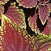 Plectranthus scutellarioides 'Velvet Lime', leaves