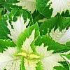 Plectranthus scutellarioides 'Wizard Jade', leaves