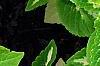 Plectranthus scutellarioides 'Wizard Jade', leaves