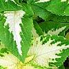 Plectranthus scutellarioides 'Wizard Jade', leaves