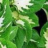 Plectranthus scutellarioides 'Wizard Jade', leaves