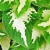 Plectranthus scutellarioides 'Wizard Jade', leaves