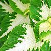 Plectranthus scutellarioides 'Wizard Jade', leaves