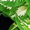 Plectranthus scutellarioides 'Wizard Jade', leaves