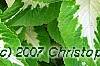Plectranthus scutellarioides 'Wizard Jade', leaves