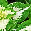 Plectranthus scutellarioides 'Wizard Jade', leaves