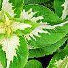 Plectranthus scutellarioides 'Wizard Jade', leaves