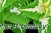 Plectranthus scutellarioides 'Wizard Jade', leaves