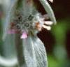 Stachys byzantina, flowers