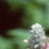 Stachys byzantina, flowers