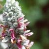 Stachys byzantina, flowers
