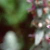 Stachys byzantina, flowers