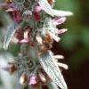 Stachys byzantina, flowers