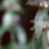 Stachys byzantina, flowers