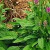 Stachys officinalis 'Hummelo', habit