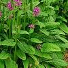 Stachys officinalis 'Hummelo', habit
