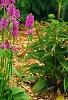Stachys officinalis 'Hummelo', habit