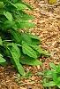 Stachys officinalis 'Hummelo', habit