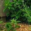 Stachys officinalis 'Hummelo', habit