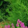 Stachys officinalis 'Hummelo', habit