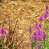 Stachys officinalis 'Hummelo', habit