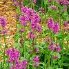 Stachys officinalis 'Hummelo', habit