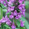 Stachys officinalis 'Hummelo', flowers