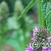 Stachys officinalis 'Hummelo', flowers