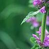 Stachys officinalis 'Hummelo', flowers