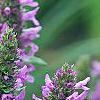 Stachys officinalis 'Hummelo', flowers