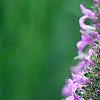 Stachys officinalis 'Hummelo', flowers