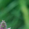 Stachys officinalis 'Hummelo', flowers