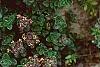 Thymus praecox subsp. britannicus, flowers
