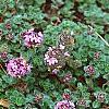 Thymus praecox subsp. britannicus, flowers