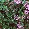 Thymus praecox subsp. britannicus, flowers