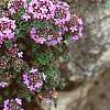 Thymus praecox subsp. britannicus, flowers