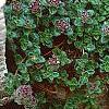Thymus praecox subsp. britannicus, flowers
