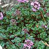 Thymus praecox subsp. britannicus, flowers