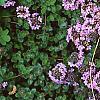 Thymus praecox subsp. britannicus, flowers