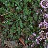 Thymus praecox subsp. britannicus, flowers