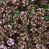 Thymus praecox subsp. britannicus, flowers