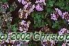 Thymus praecox subsp. britannicus, flowers