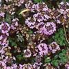 Thymus praecox subsp. britannicus, flowers