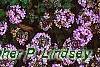Thymus praecox subsp. britannicus, flowers