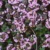 Thymus praecox subsp. britannicus, flowers
