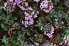 Thymus praecox subsp. britannicus, flowers