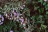 Thymus praecox subsp. britannicus, flowers