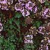 Thymus praecox subsp. britannicus, flowers
